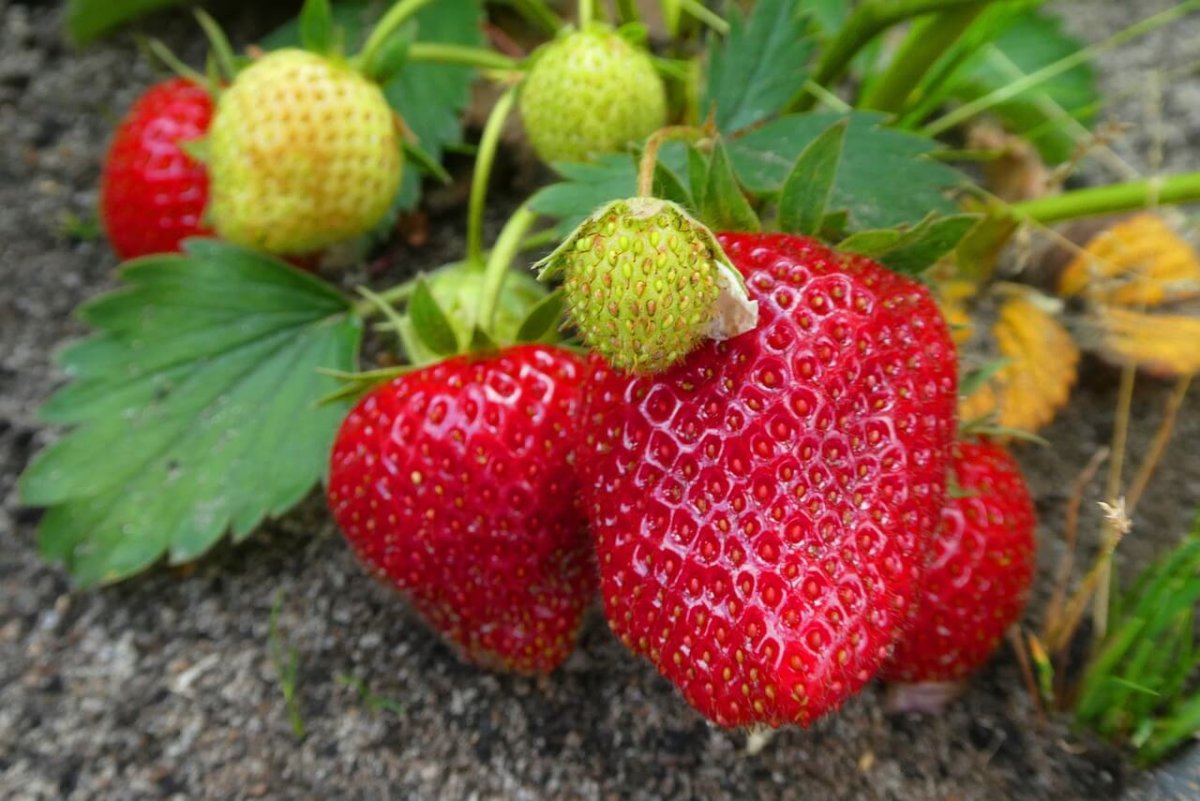 Fraise & Ciboulette - Fraise et Ciboulette Fraise & Ciboulette - Fraise et Ciboulette