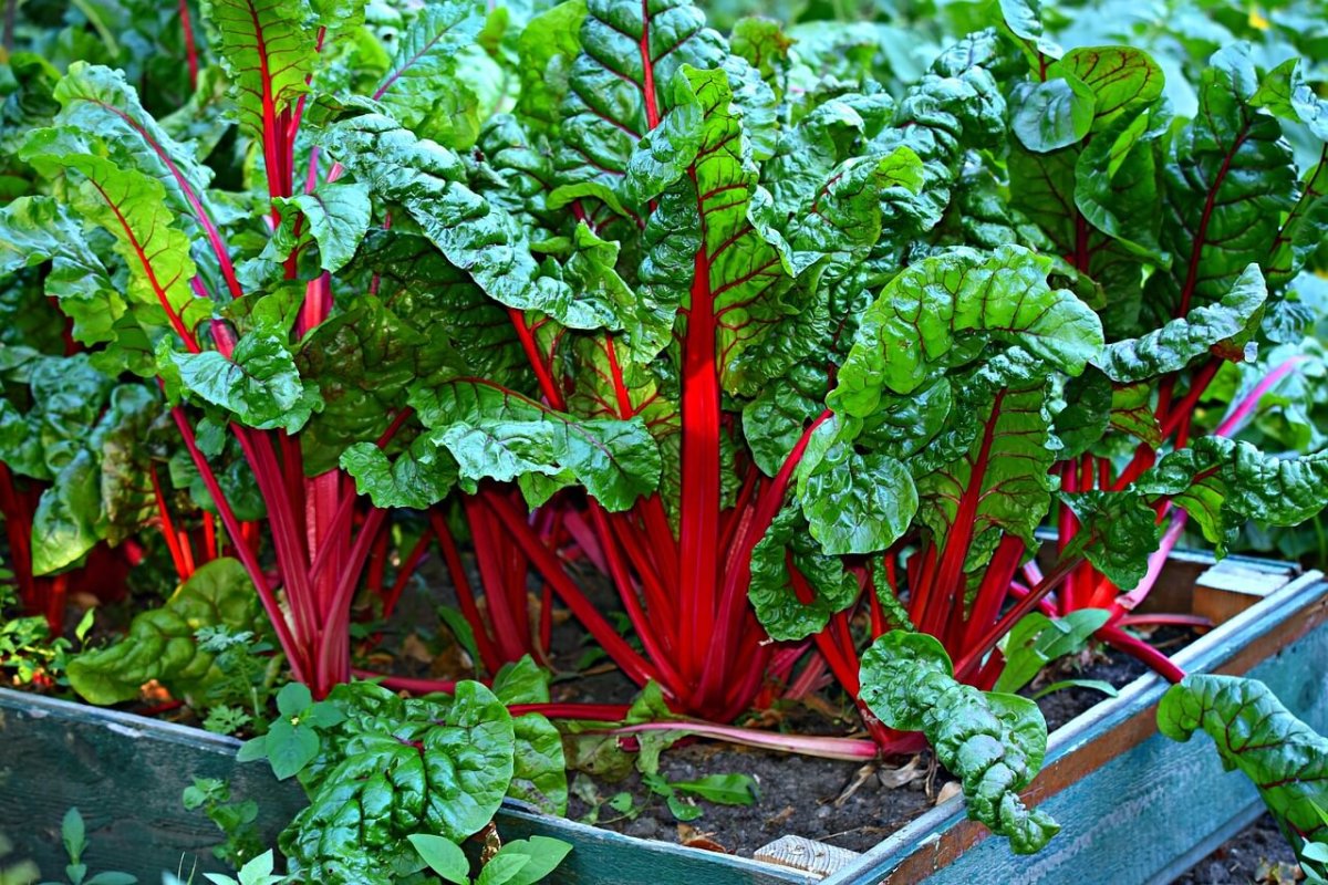 Fraise & Ciboulette - jardin collaboratif Fraise & Ciboulette - jardin collaboratif