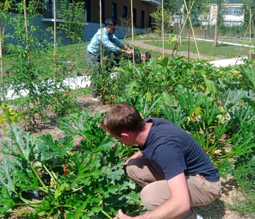 Fraise & Ciboulette - potager urbain Fraise & Ciboulette - potager urbain
