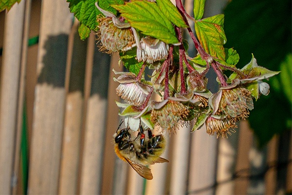 Un jardin potager pour préserver la biodiversité en développant vos engagements RSE et QVT avec Fraise et Ciboulette